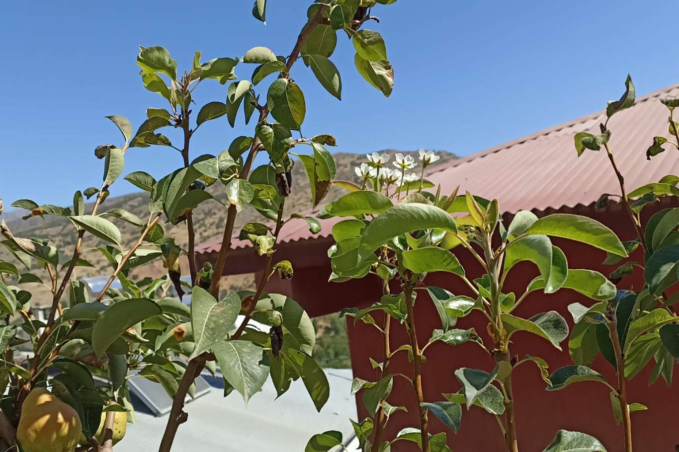 Armut ağacı sonbaharda çiçek açtı
